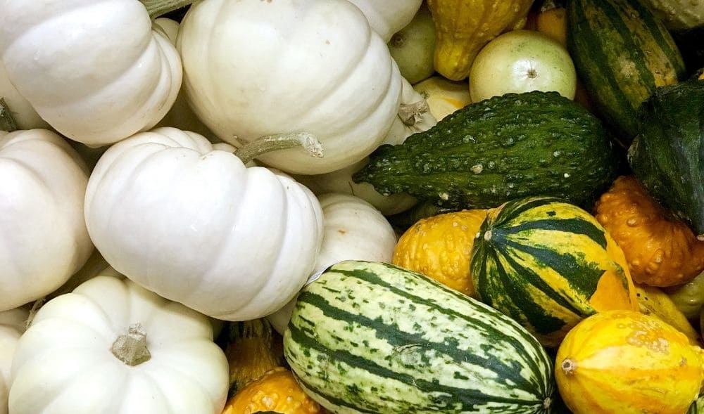 Köstliche Kürbisrezepte für den kulinarischen Herbst