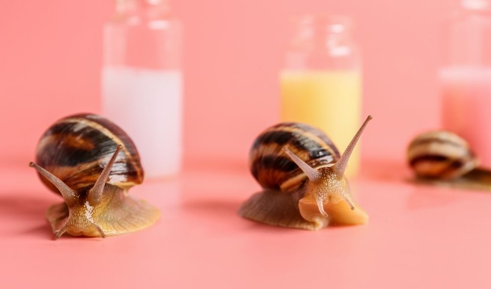 Snail Mucin: Edler Wirkstoff für die Haut