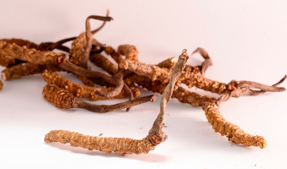 Cordyceps: Der Heilpilz als Superfood