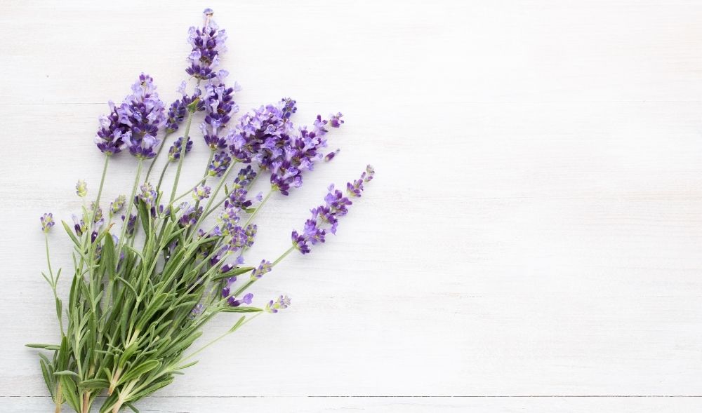 Lavendel: Aromatisch und entzündungshemmend
