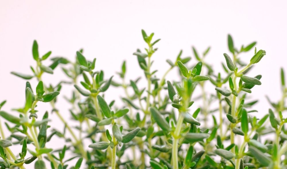 Oregano: Das Superfood unter den Kräutern