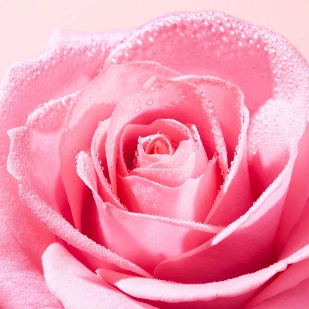 Very Rose Plumping Lip Serum