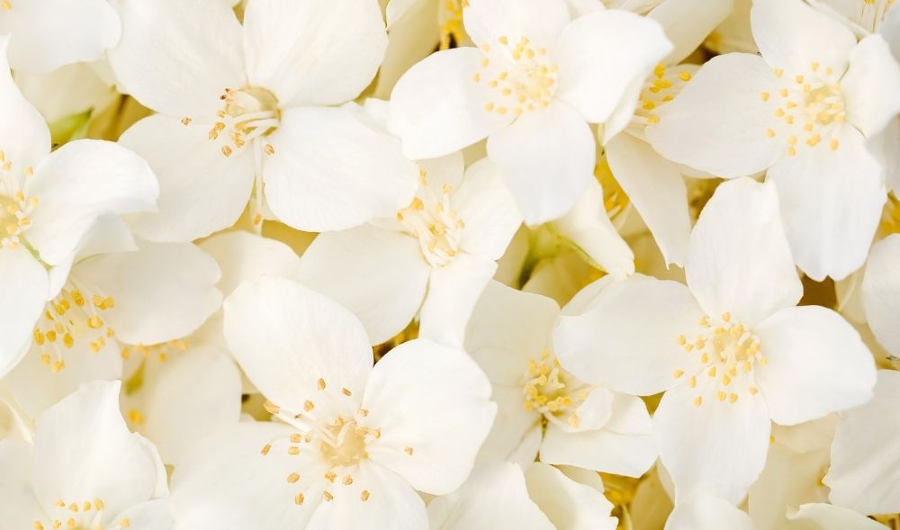 Jasmin: Blütenkraft für Gesicht und Haar